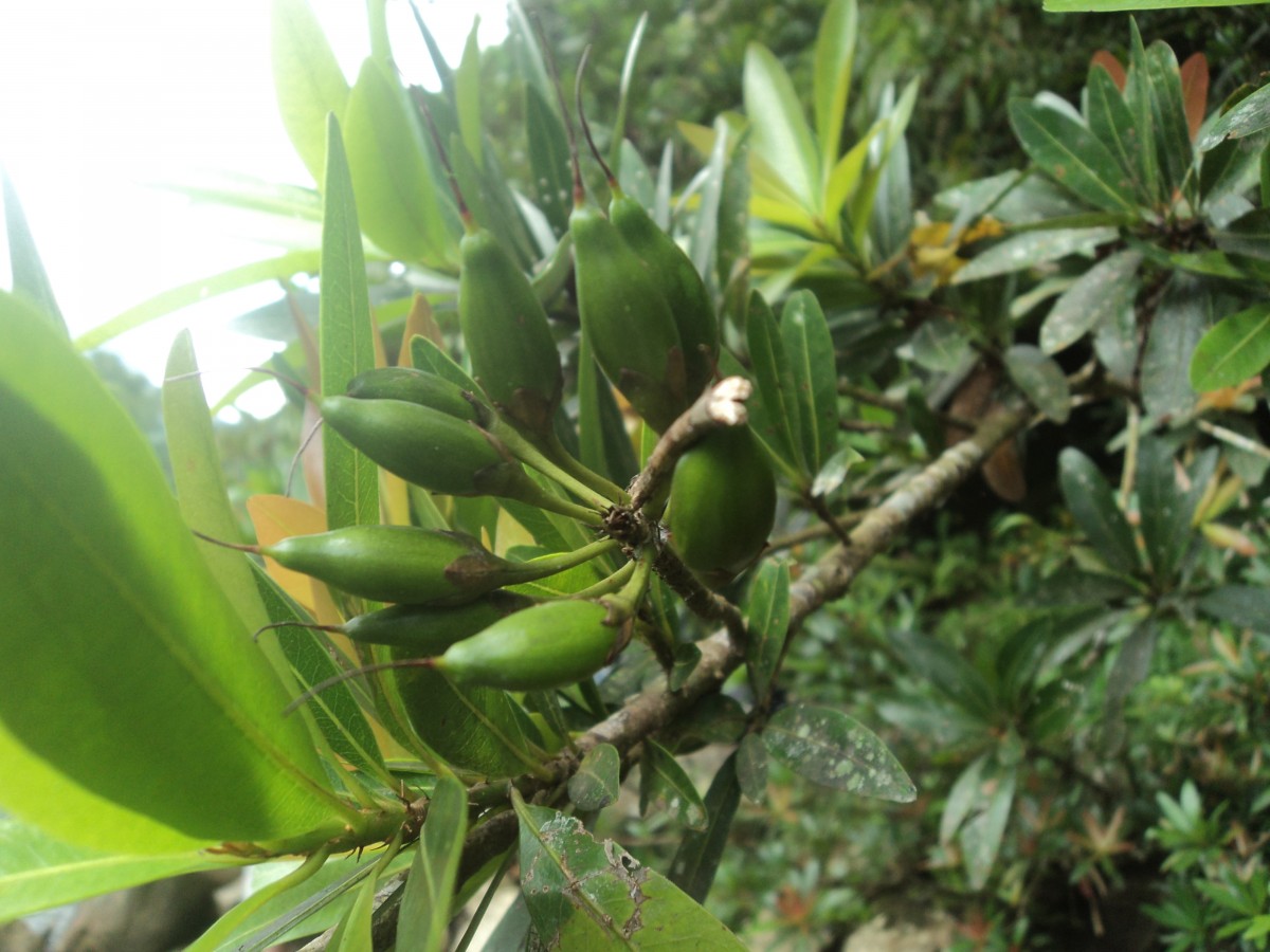 Madhuca neriifolia (Moon) H.J.Lam